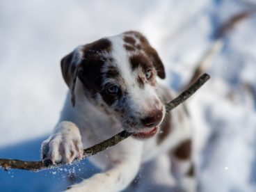 冬季雪地咬枯枝的小狗图片