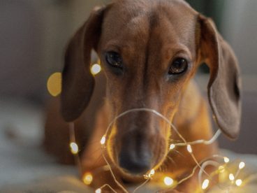 床上可爱萌犬写真摄影图片