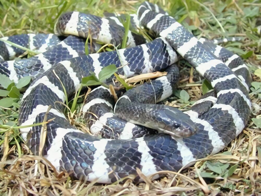 艾基特林海蛇身份信息