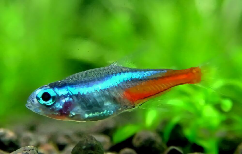 宝莲灯鱼身份信息