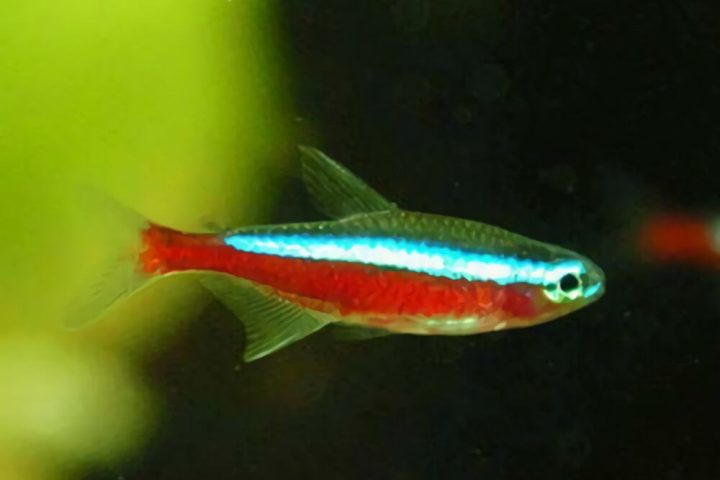 宝莲灯鱼身份信息