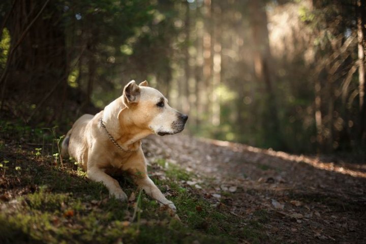 法国斗牛犬：独特魅力与优雅气质的完美结合