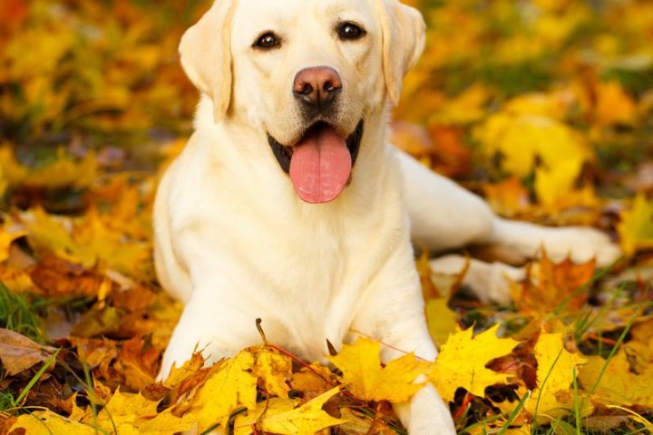 德国牧羊犬：聪明、忠诚与优雅的完美结合