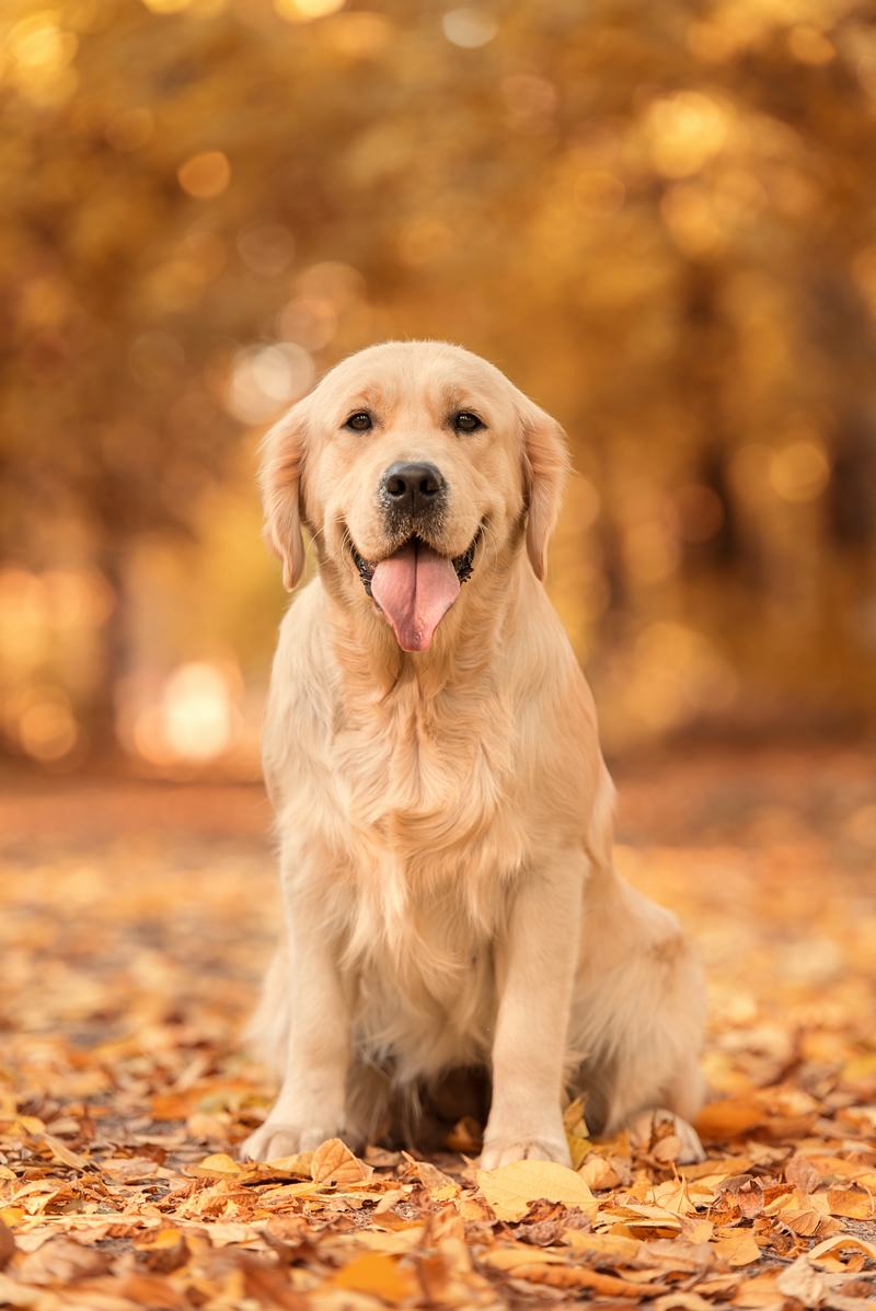 德国牧羊犬:聪明、忠诚与优雅的完美结合