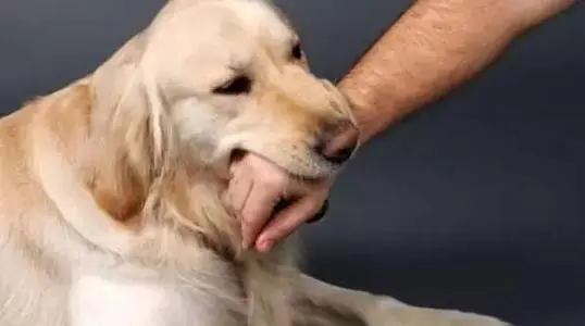 狗狗咬伤不要慌，狂犬疫苗接种小常识