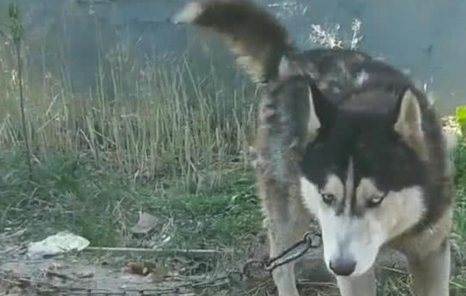 哈士奇被送至乡村当看门犬，三个月后，主人家再见了时禁不住高声痛哭流涕