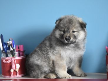 荷兰毛狮犬图片