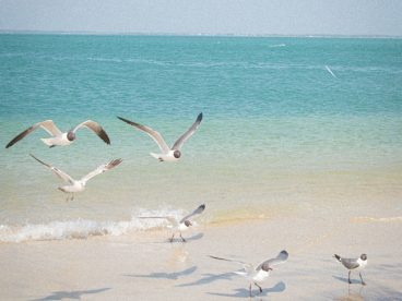 蓝色大海自由翱翔的海鸥图片