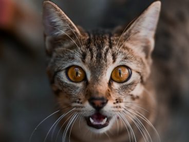 可爱中华狸花猫图片