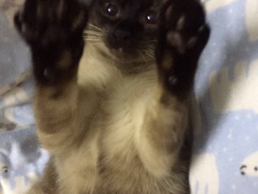 暹罗猫