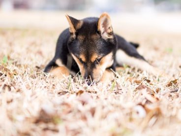 草地狼犬图片