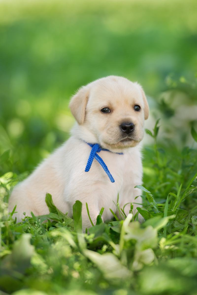 美国恶霸犬品种介绍:从外表到性格,了解这一强大的犬类