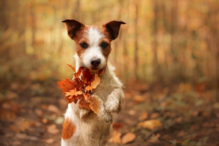 美国恶霸犬品种介绍：从外表到性格，了解这一强大的犬类