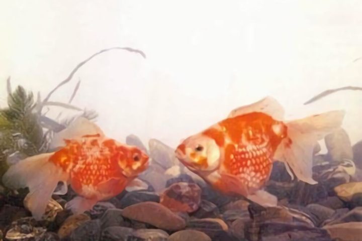 橙色凤尾珍珠身份信息