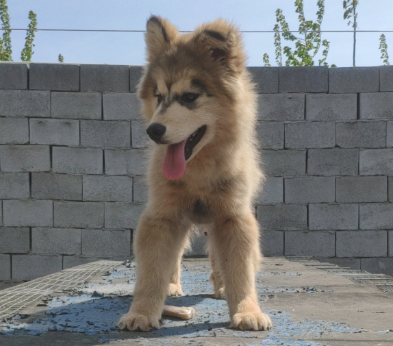 阿拉斯加犬见到主人给了块骨头，它回来看过一眼，立即踢飞了