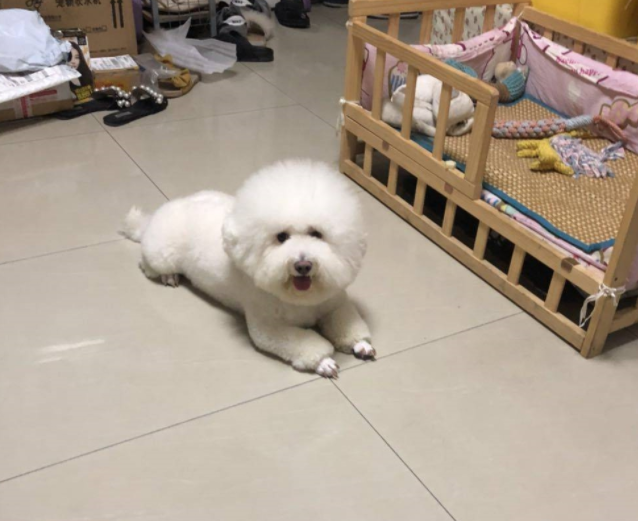 女友开了个玩笑，比熊犬在地上趴了半夜，眼泪不停的往下掉