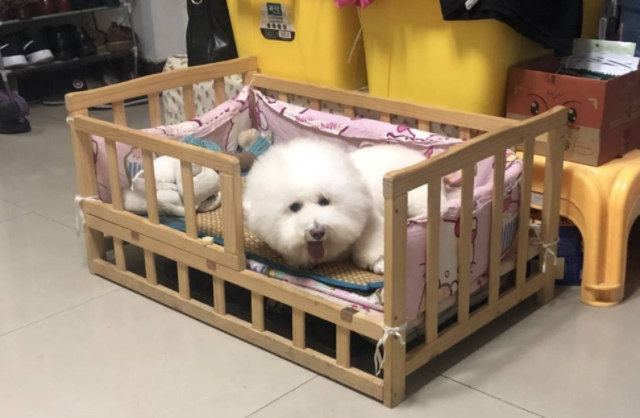 女友开了个玩笑，比熊犬在地上趴了半夜，眼泪不停的往下掉