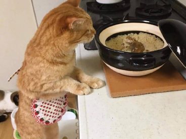 洒家新请的猫咪小保姆，了解一下