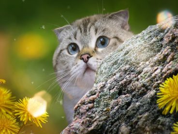 可爱苏格兰折耳猫图片