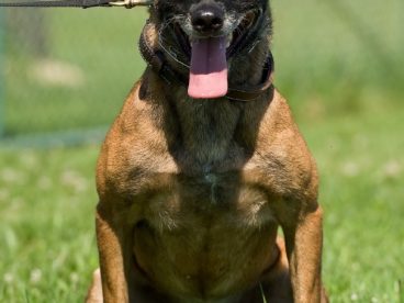 军犬马犬图片