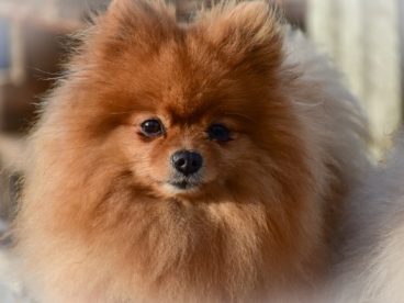 可爱棕色博美犬图片