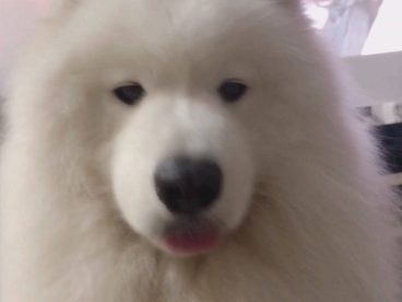 好久没更新啦～～～～～～我的萨摩耶 poppy 都已经长大了好多