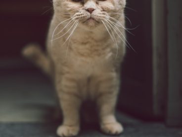 纯种呆萌英短猫图片
