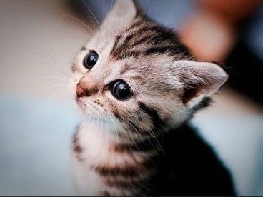 那只猫