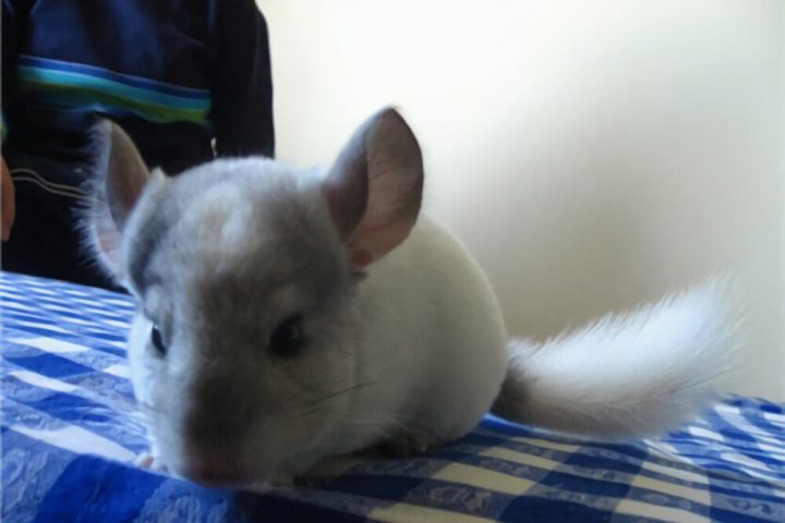 金斑龙猫身份信息