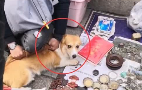 狗狗冲撞古玩摊,撞碎3只瓷器,主人:狗赔给你