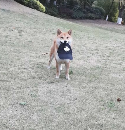 柴犬把主人的帽子叼走了，还立在远方讽刺他：有本事来抓我呀！