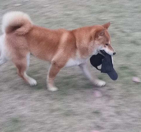 柴犬把主人的帽子叼走了，还立在远方讽刺他：有本事来抓我呀！