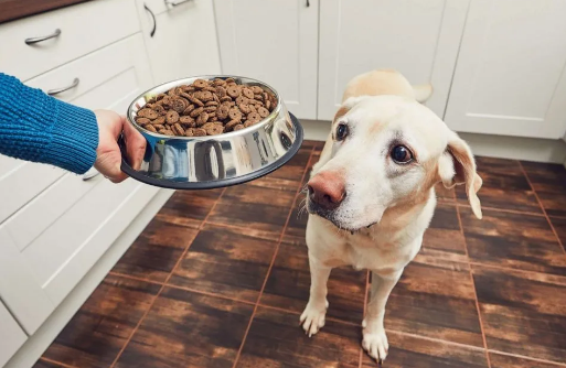 家里的狗挑食不吃狗粮，于是主人想了个办法……