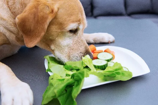 家里的狗挑食不吃狗粮，于是主人想了个办法……