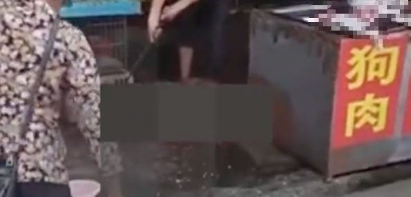 阿拉斯加刚被熟人领养走，下午就被卖到狗肉馆杀了