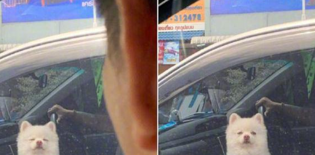 一大早狗狗被主人家带上工作，它睡眼朦胧的模样，仿佛每日出行的我