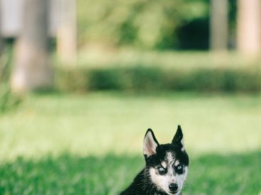绿色草地宠物犬狗狗图片