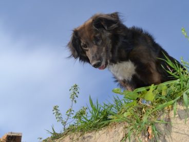 小狗眺望图片