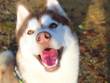 哈士奇卖萌犯二图片