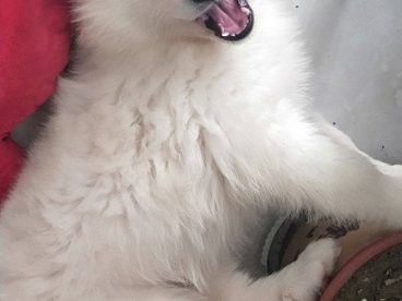 我家狗狗两个月大了