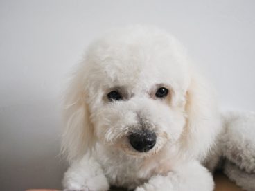 白色比熊犬图片