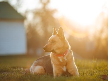 黄昏坐在草地上的牧羊犬图片