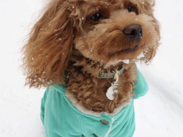 我的泰迪呱呱他进化了，头上有超清晰的雪花哟～