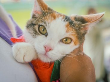 可爱家养小猫咪图片