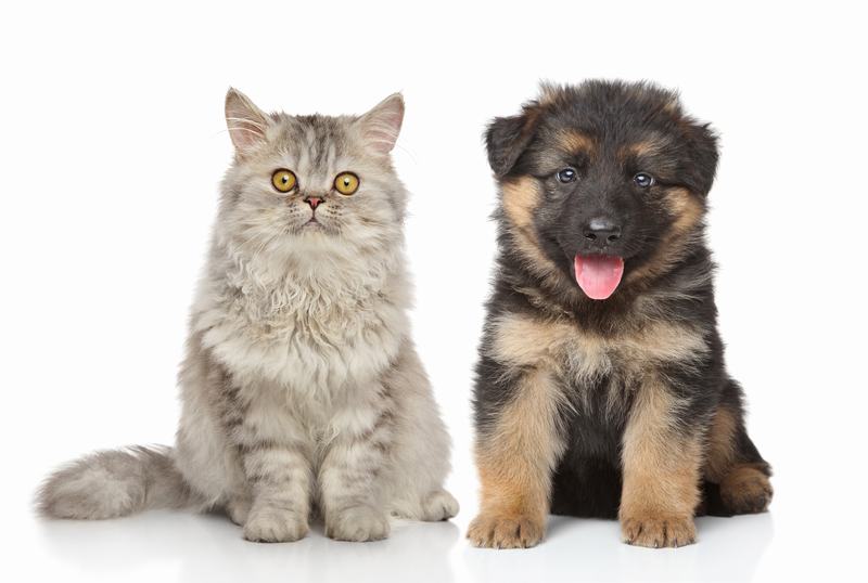 阿富汗猎犬:优雅与勇敢的完美结合