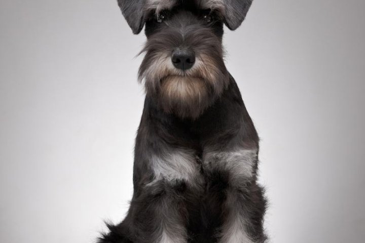 阿富汗猎犬：优雅与勇敢的完美结合