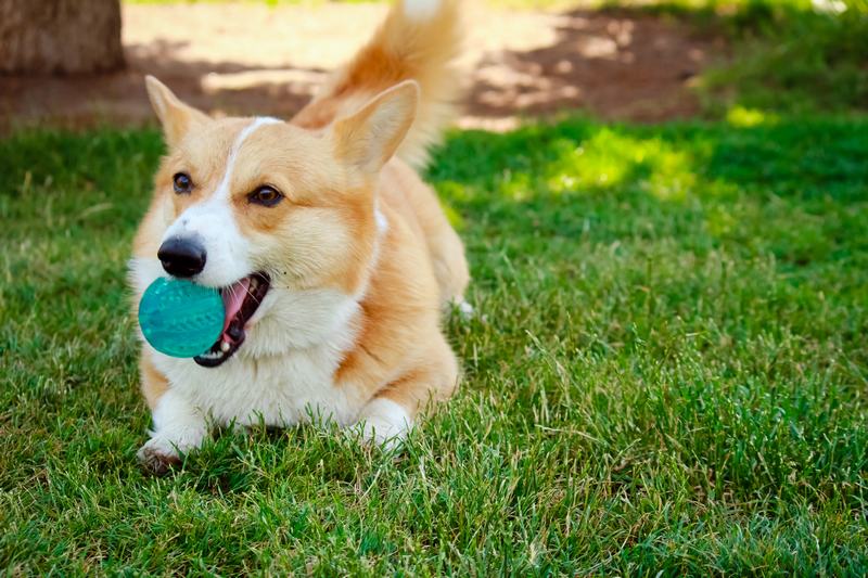 爱斯基摩犬品种介绍:优雅与忠诚的完美结合