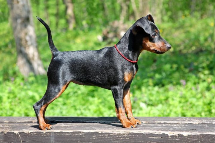 爱斯基摩犬品种介绍：优雅与忠诚的完美结合