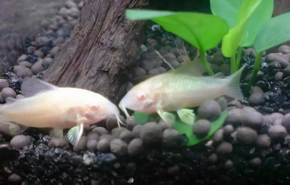 白鼠鱼身份信息