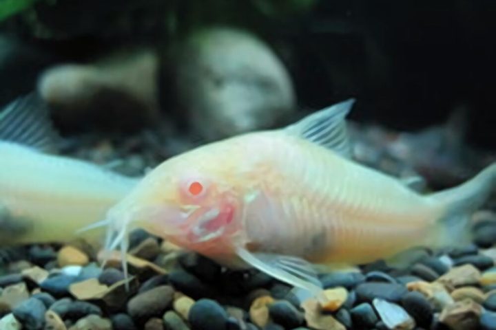 白鼠鱼身份信息